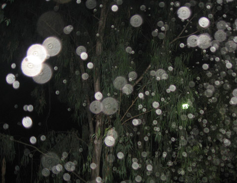 Ma xuat hien trong nhung buc anh Viet Nam